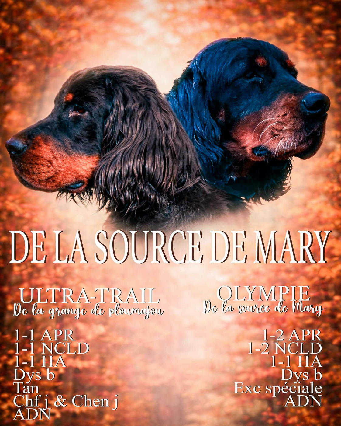 CHENJ-CHFJ Ultra-Trail de la Grange de Ploumajou & Olympie de la Source de Mary seront bientôt parents!