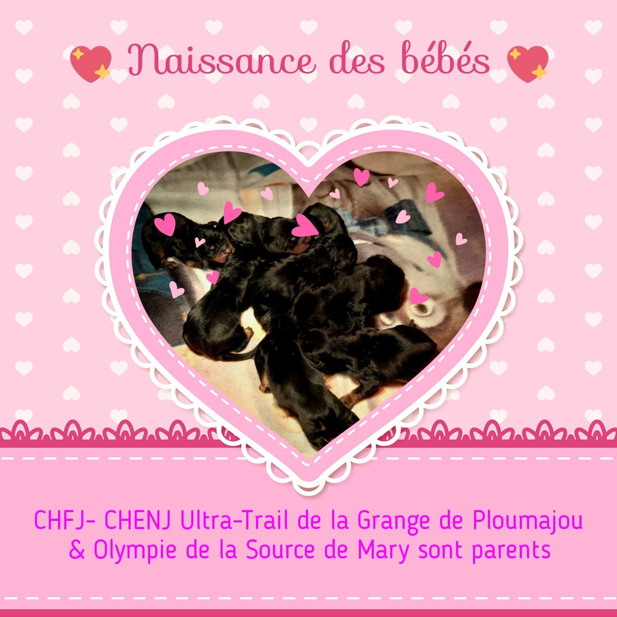 Naissances à l'élevage de la Source De Mary!