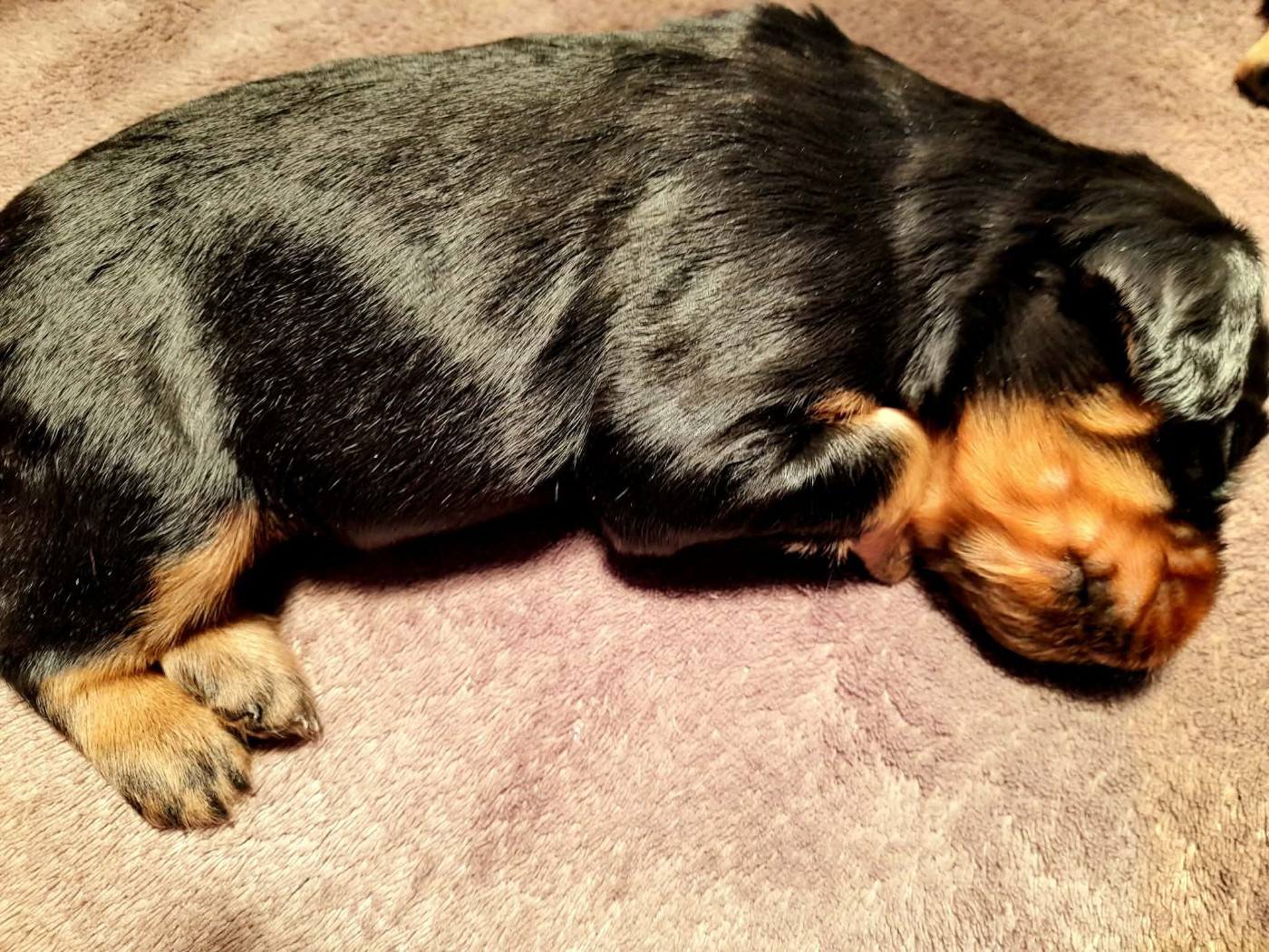 Chiots disponibles