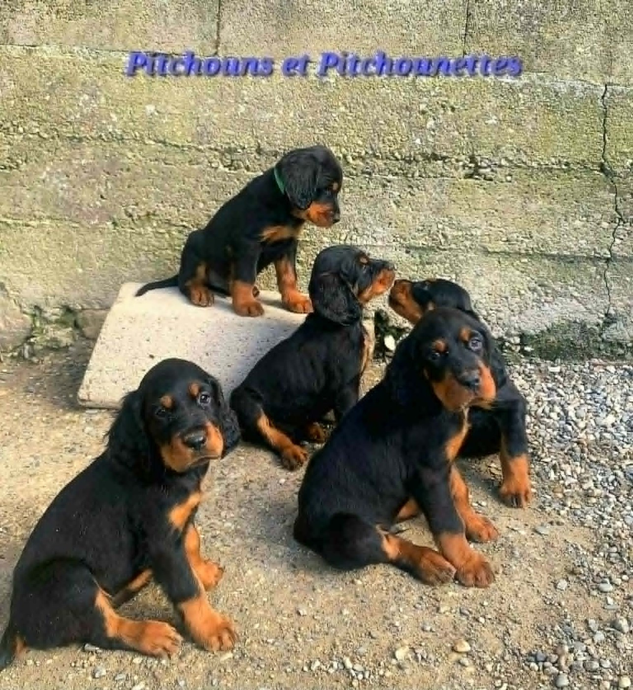 Les Pitchouns rejoignent leurs familles