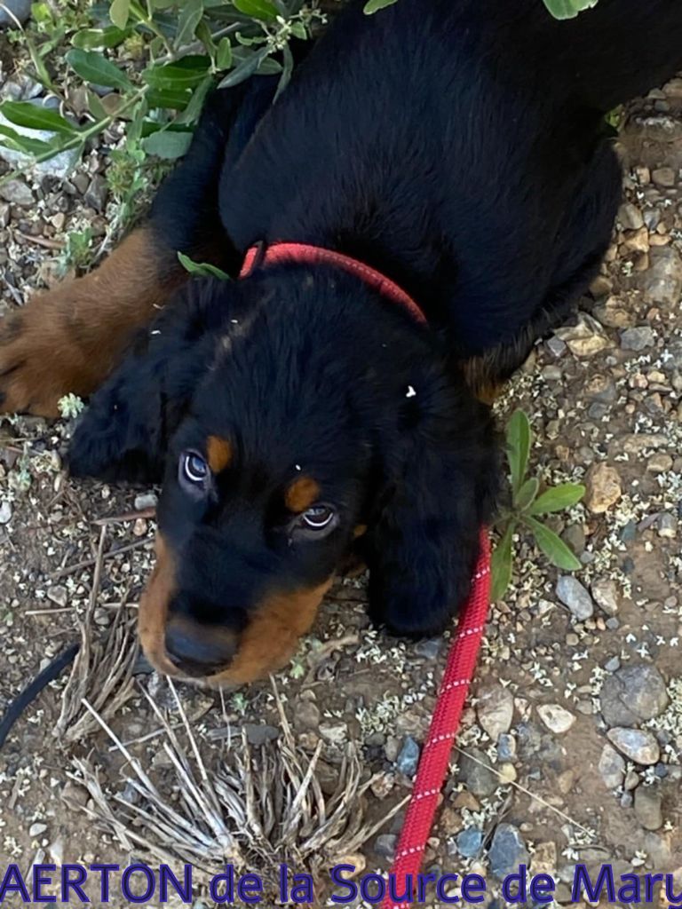 AERTON disponible chiot mâle