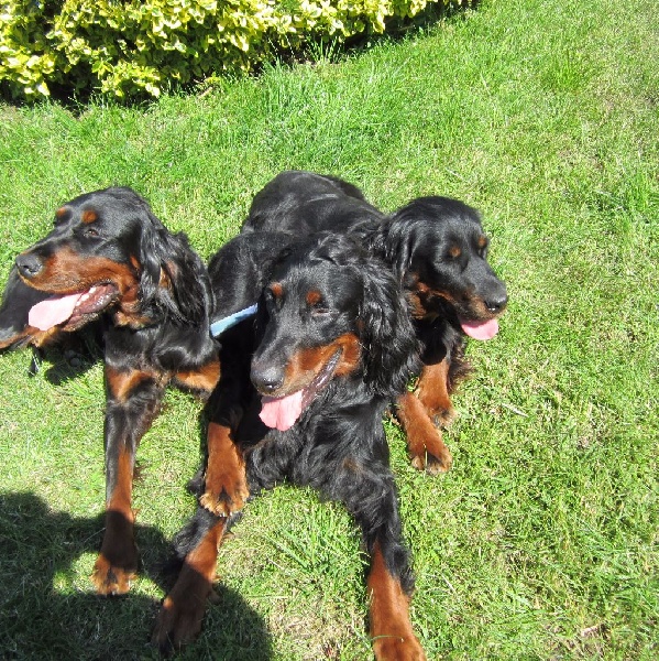 Les autres Setter Gordon de l'Elevage canin du Ségala
