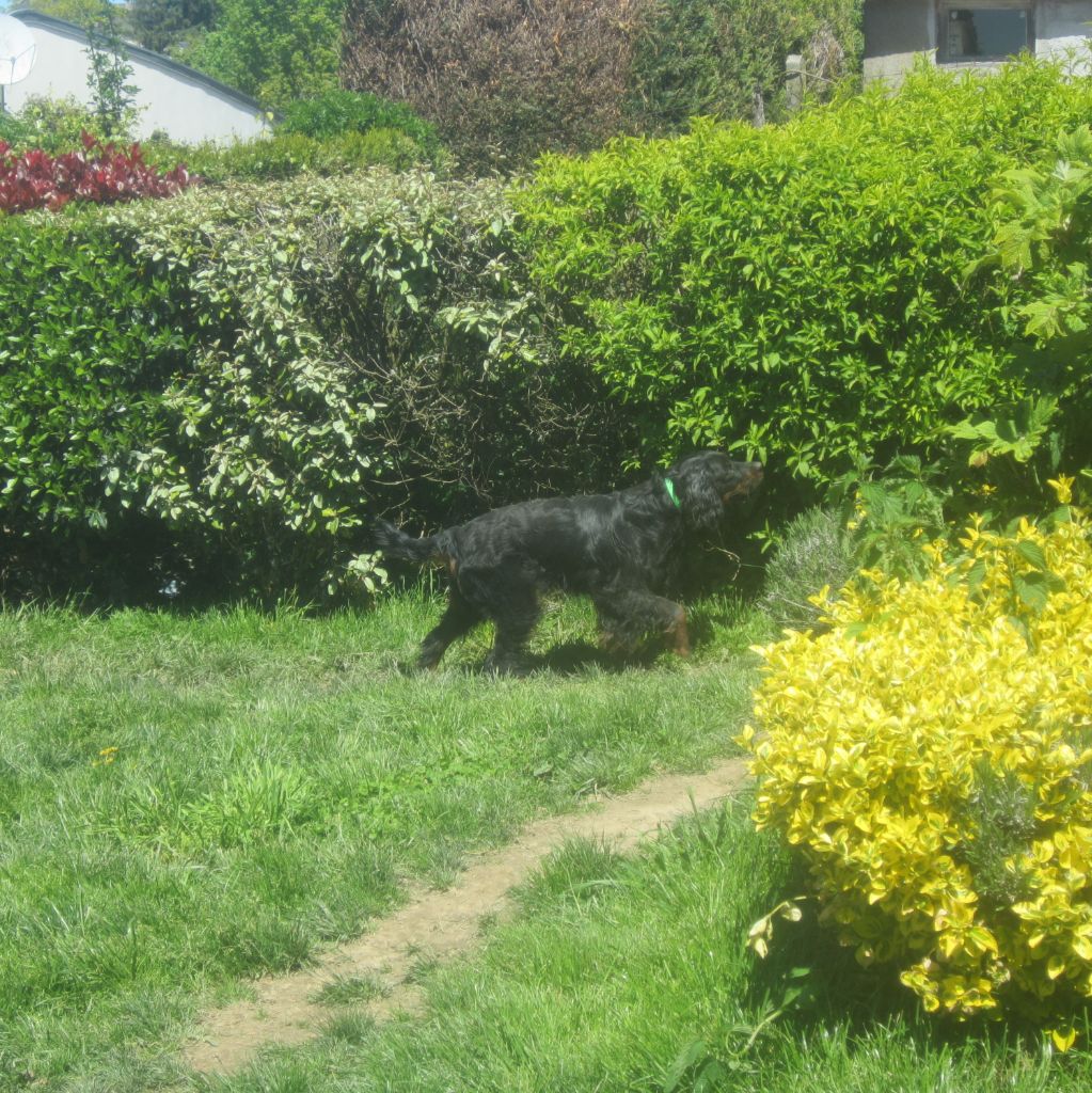 Les autres Setters Gordon de l'Elevage canin du Ségala Album 2!