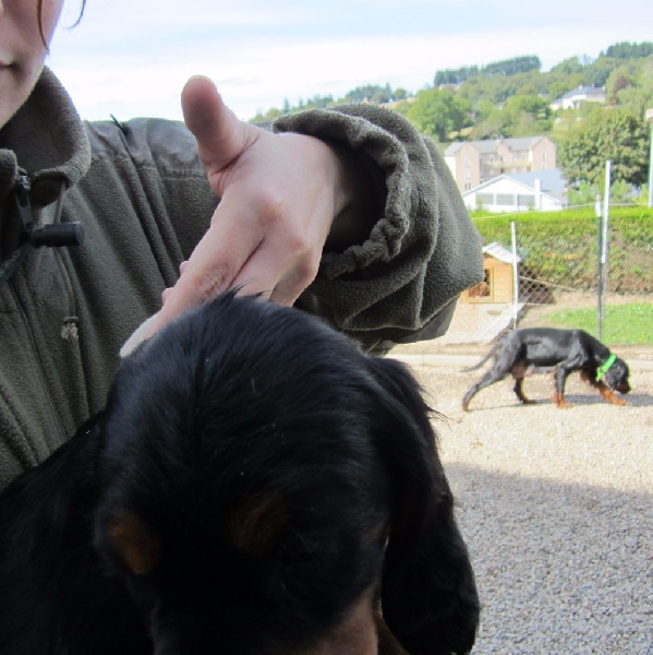 Evolution des chiots:album 3