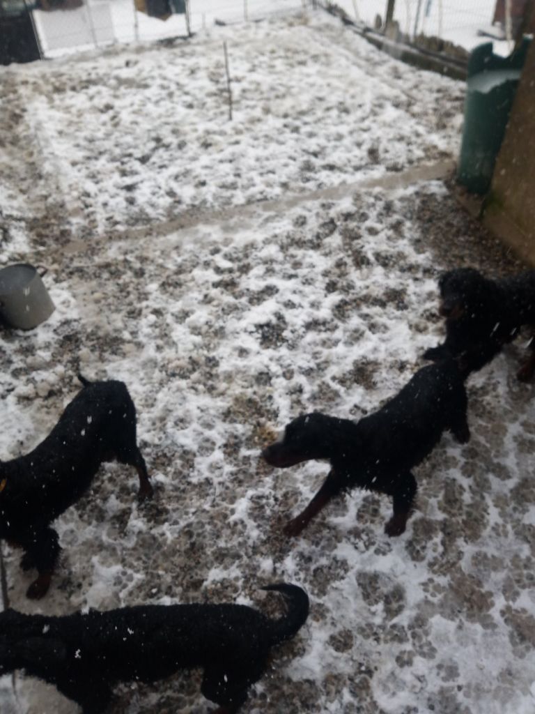 Les Gordons sous la neige!