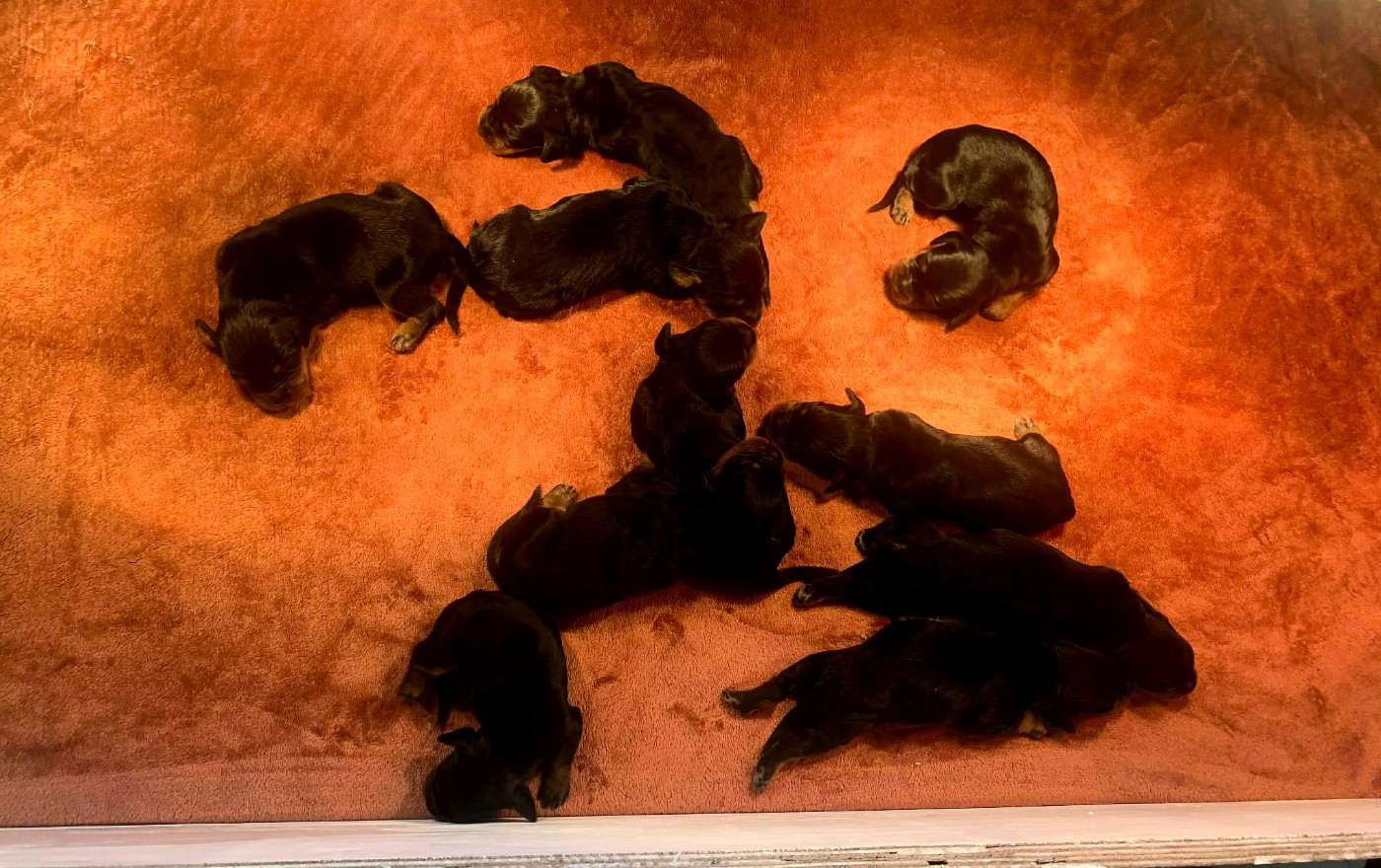 De La Source De Mary - Chiots disponibles - Setter Gordon