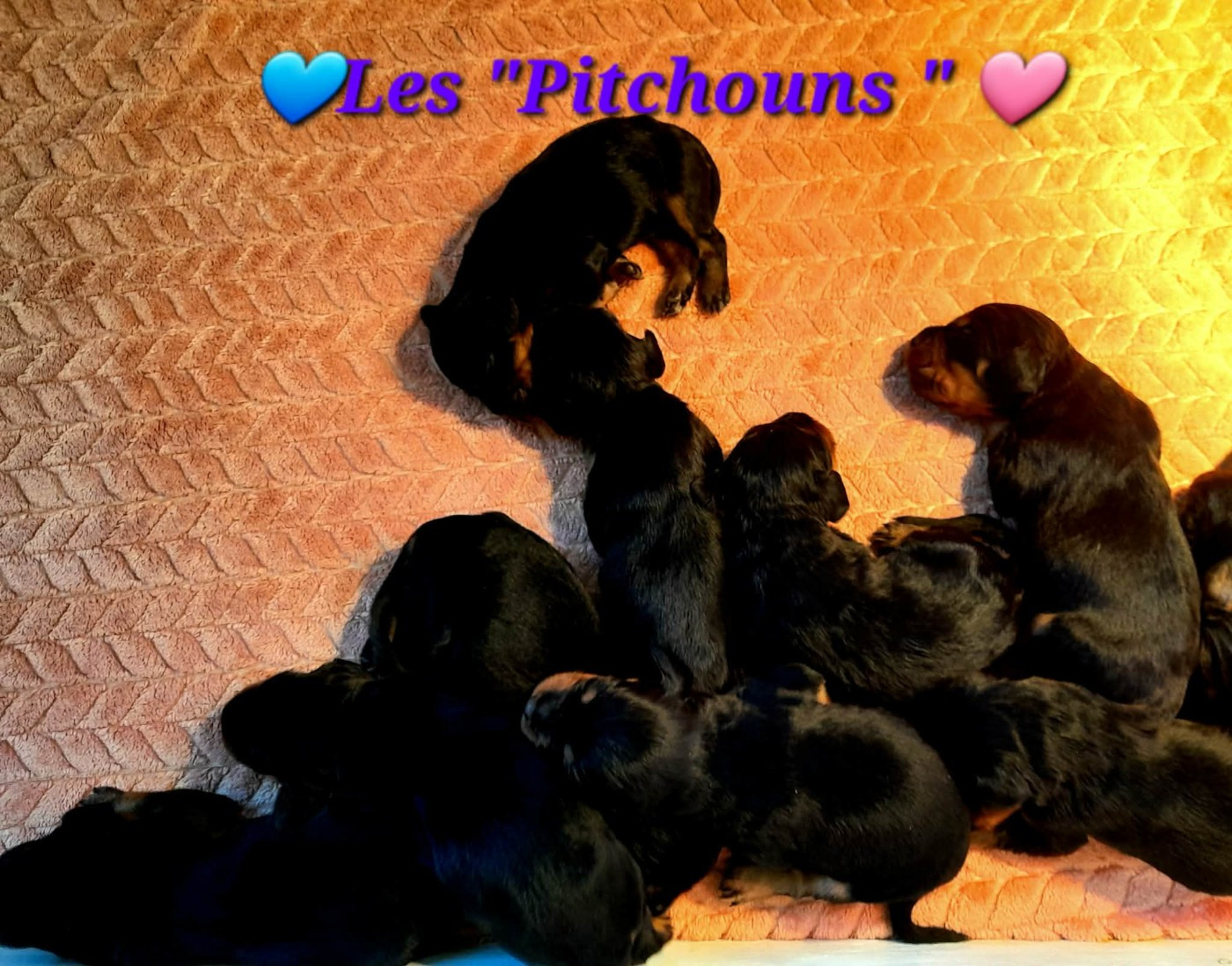 De La Source De Mary - Chiots disponibles - Setter Gordon