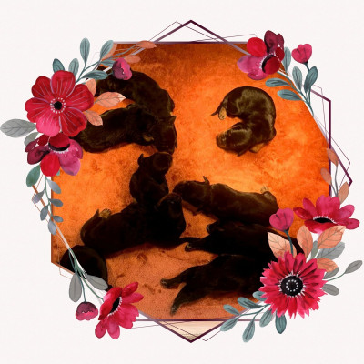 Chiot N°10