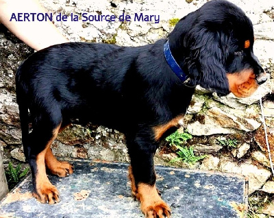CHIOT 1
